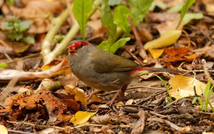 Red-browed-Finch-IMG 3196 DxO