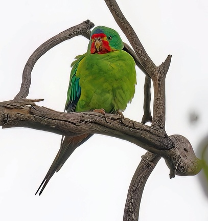 Swift-Parrot-IMG 3596-a