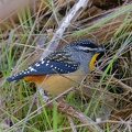 Spotted-Pardalote-IMG 4392 DxO