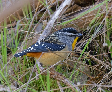 Spotted-Pardalote-IMG 4392 DxO