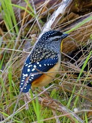 Spotted-Pardalote-IMG 4395 DxO