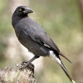 Pied-Currawong-IMG 5056 DxO