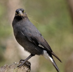 Pied-Currawong-IMG 5067 DxO