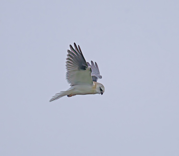 Black-shouldered-Kite-IMG_5498.jpg