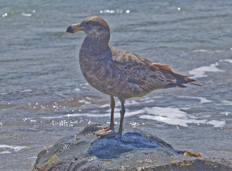 Pacific-Gull-juv-IMG_5589_DxO.jpg
