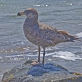 Pacific-Gull-juv-IMG_5589_DxO.jpg