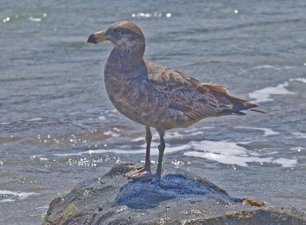 Pacific-Gull-juv-IMG 5589 DxO