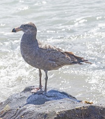 Pacific-Gull-juv-IMG 5591