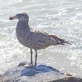Pacific-Gull-juv-IMG_5591.jpg