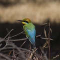Rainbow-Bee-eater-IMG 5724