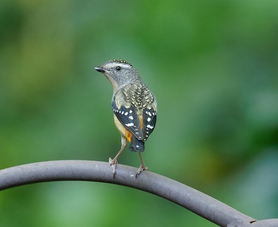 Spotted-Pardalote-F-IMG 6036 DxO