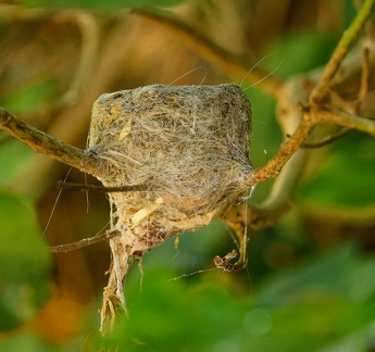 Grey-Fantail-nest-IMG 6192 DxO