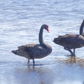 Black-Swan-IMG 6841 DxO