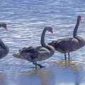 Black-Swan-IMG 6842