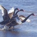 Black-Swan-IMG_6845_DxO.jpg