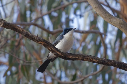 Restless-Flycatcher-IMG 7665 DxO