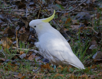 Sulphur-Crested-Cockatoo-IMG 7686 DxO