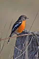 Flame-Robin-IMG 7746