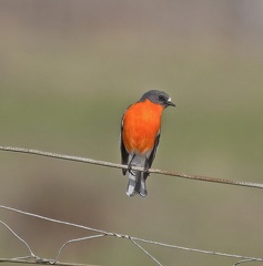 Flame-Robin-IMG 7788