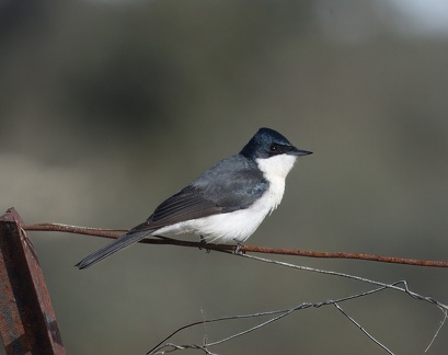 Restless-Flycatcher-IMG 7813