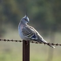 Crested-Pigeon-IMG 7771