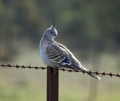 Crested-Pigeon-IMG 7771