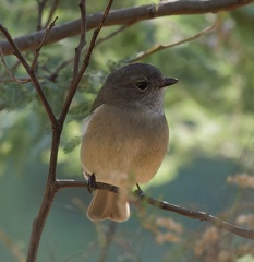 Golden-Whistler-IMG 7829 DxO