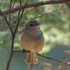 Golden-Whistler-IMG 7824 DxO