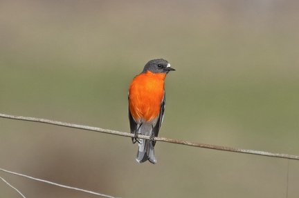 Flame-Robin-IMG 7785