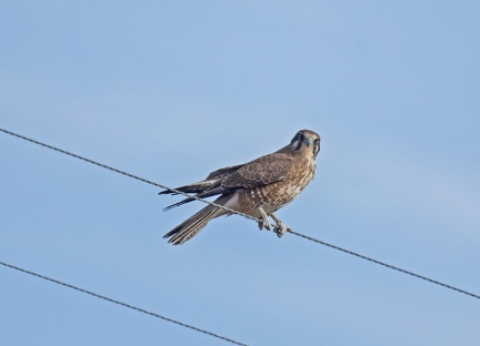 Brown-Falcon-IMG 7756