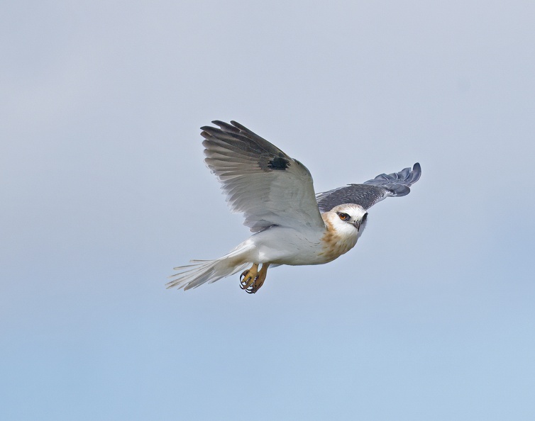 Black-shouldered-Kite-juv-IMG_8875.jpg