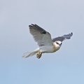 Black-shouldered-Kite-juv-IMG 8875