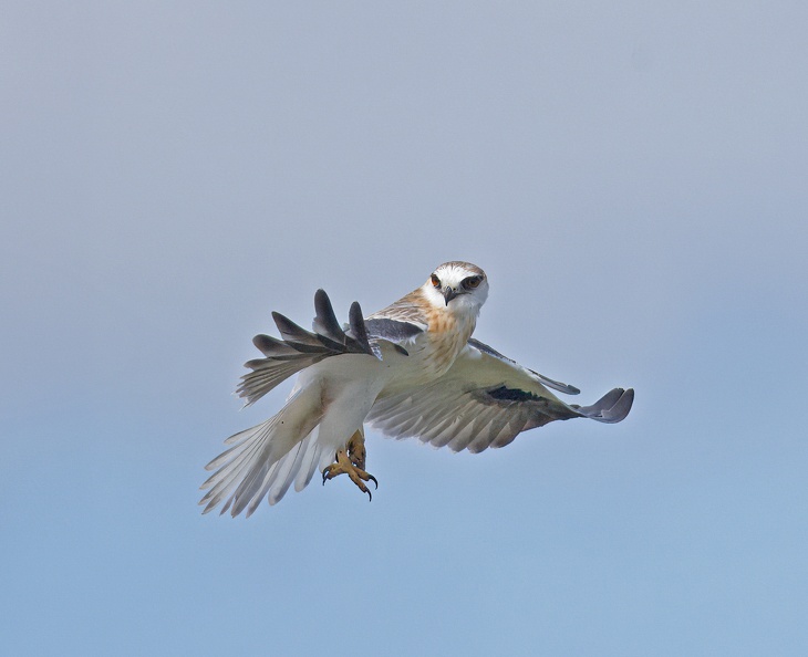 Black-shouldered-Kite-juv-IMG_8887.jpg