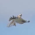 Black-shouldered-Kite-juv-IMG 8887