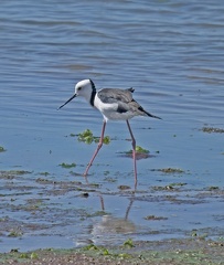 Pied-Stilt-IMG 6976-topaz