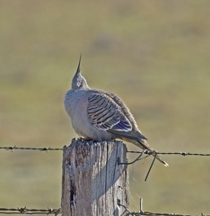 Crested-Pigeon-IMG 8469