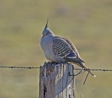 Crested-Pigeon-IMG 8470