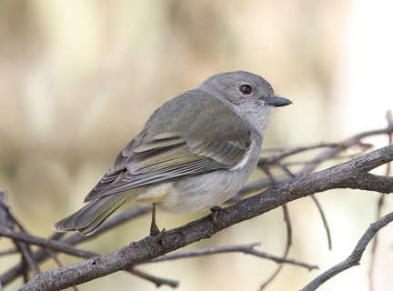 Golden-Whistler-IMG 8775