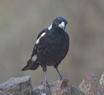 Magpie-IMG 8956 DxO