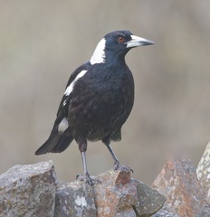 Magpie-IMG 8958 DxO