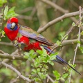 Crimson-Rosella-juv-IMG 9020 DxO