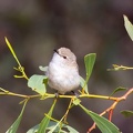 Western-Gerygone-IMG 3459