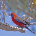 Crimson-Rosella-IMG 9326