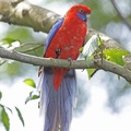 Crimson-Rosella-IMG 9483