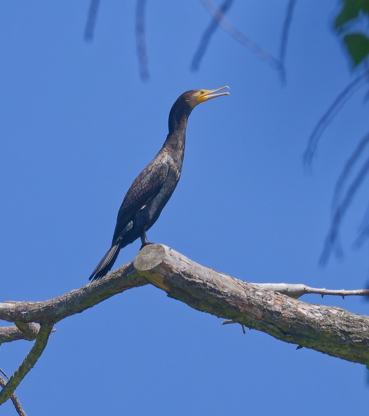 Great-Cormorant-IMG_9724_DxO.jpg