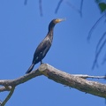 Great-Cormorant-IMG 9724 DxO