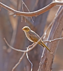 Yellow-plumed-HE-IMG 0124