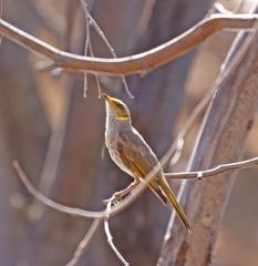 Yellow-plumed-HE-IMG 0125