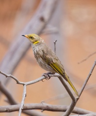 Yellow-plumed-HE-IMG 0178 DxO