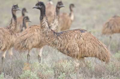 Emu - group of young birds